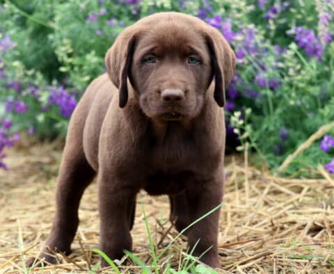 Speedy Lab2