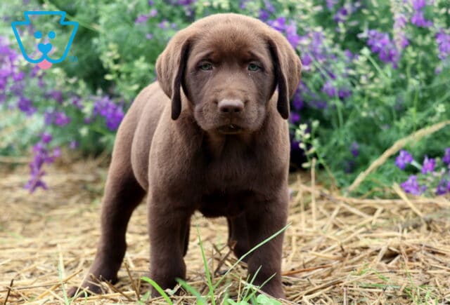 Chocolate Labrador puppy standing on straw near green plants and blooming purple flowers, looking directly at the camera. image