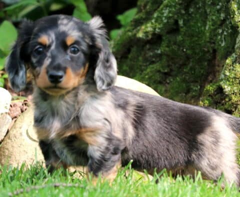 Spencer Mini Dachshund