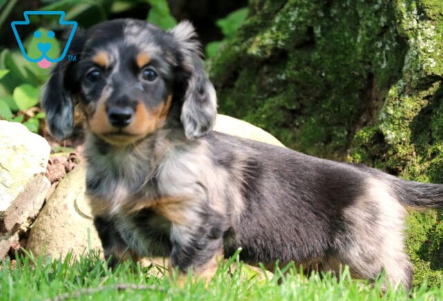 Mini Dachshund puppy with a sleek black and silver dapple coat stands alert in the grass near mossy rocks, looking directly at the camera with soft eyes. image