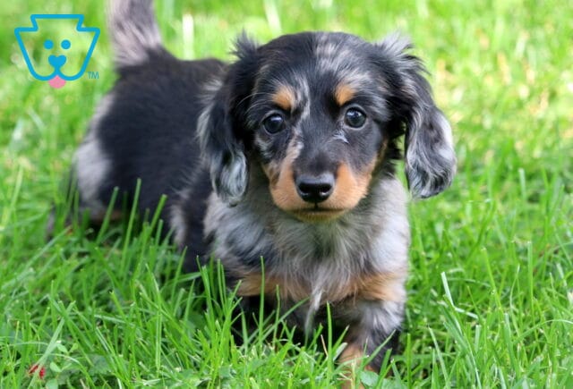 Mini Dachshund puppy with a striking black and silver dapple coat and tan markings stands in the grass, staring sweetly at the camera with wide, shiny eyes. image