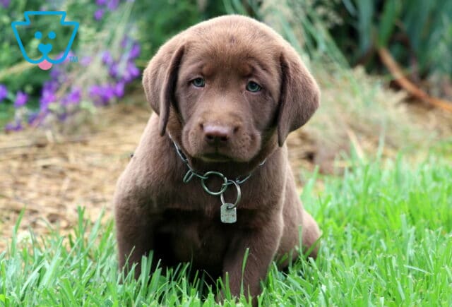 Chocolate Lab puppy sitting in the grass with a tag on its collar, surrounded by purple flowers and green foliage. image