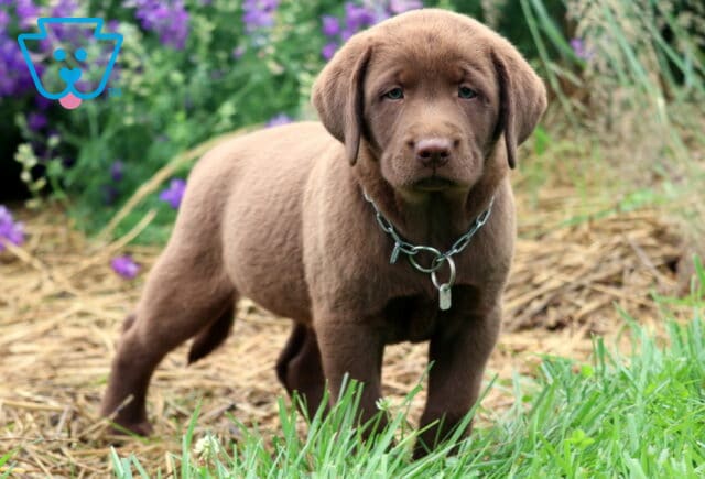 Chocolate Labrador Retriever puppy standing on straw next to green grass, wearing a silver chain collar, with purple flowers in the background. image