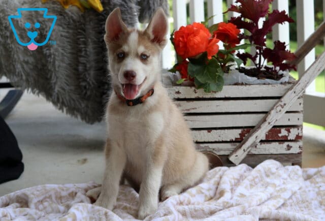 Spunky Husky image