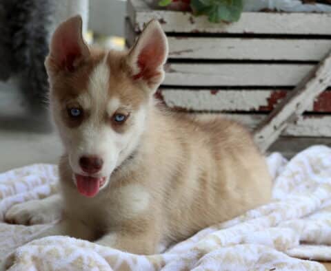 Spunky Husky2