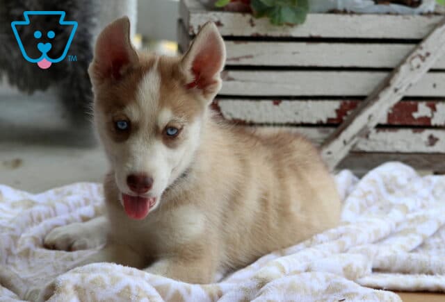 Spunky Husky2 image