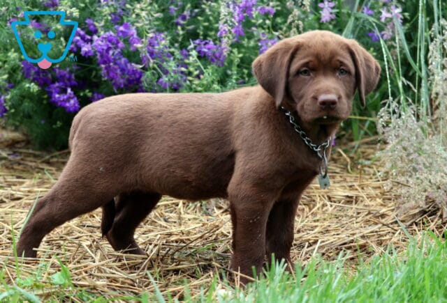 Chocolate Lab puppy standing alert on straw-covered ground in front of tall purple flowers, wearing a chain collar with a small tag. image
