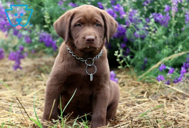 Chocolate Lab puppy sitting upright on straw with a silver chain collar, framed by vibrant purple wildflowers in the background. image