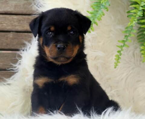 Steel Rottie