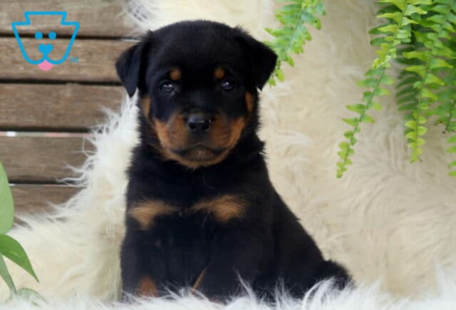 Alert Rottweiler puppy sitting upright on a fluffy white blanket with bright green ferns and rustic wood paneling in the background. image