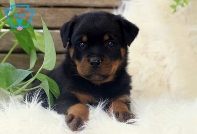 Rottweiler puppy resting on a fluffy white blanket with its front paws outstretched, nestled between green houseplants and a rustic wooden background. image