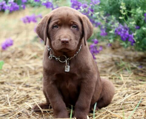 Stella Lab