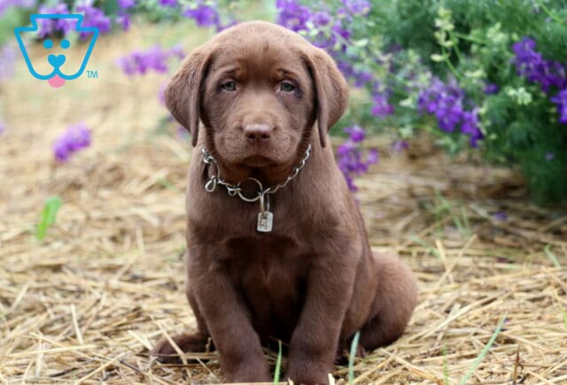Chocolate Labrador Retriever puppy sitting on straw with a tag and chain collar, surrounded by blooming purple flowers and looking directly at the camera with a sweet expression. image