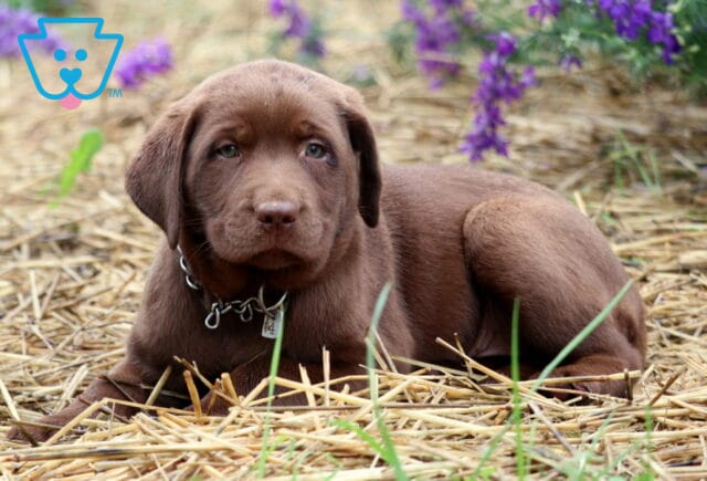 Chocolate Lab puppy lying down in a straw-covered field with purple flowers in the background, wearing a chain collar with a small ID tag and gazing gently at the camera. image