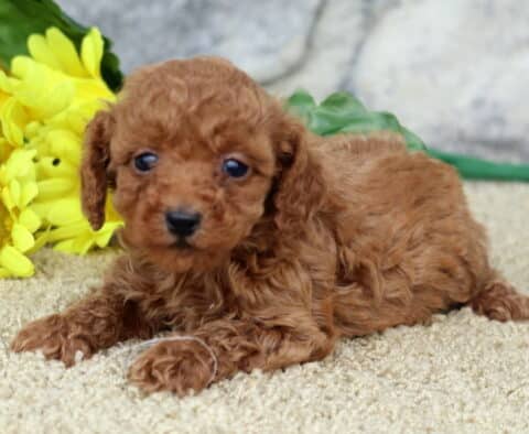 Tiny red toy Poodle puppy with soft curls lying on a tan carpet in front of bright yellow flowers, with a stone wall in the background.