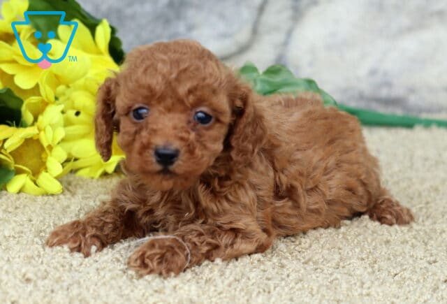 Tiny red toy Poodle puppy with soft curls lying on a tan carpet in front of bright yellow flowers, with a stone wall in the background. image