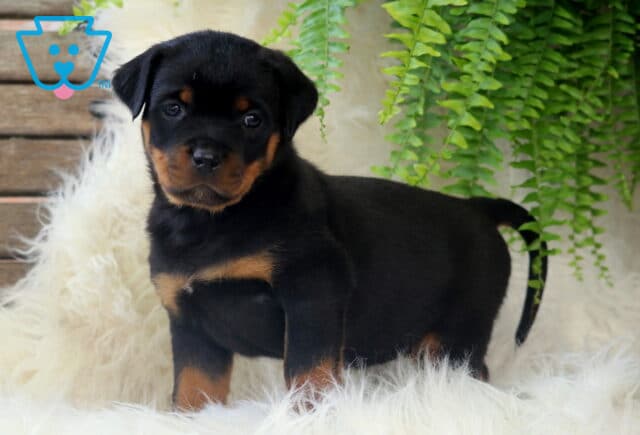 Curious Rottweiler puppy standing on a fluffy white rug, gazing forward with a gentle expression, surrounded by soft greenery and a wooden backdrop. image