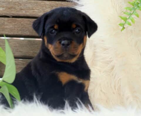 Sugar Rottie2