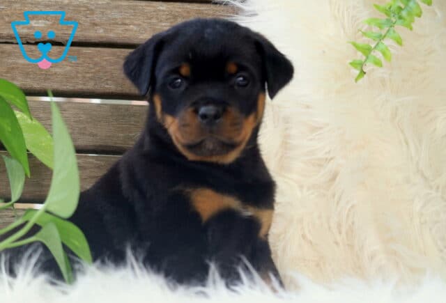 Cute Rottweiler puppy sitting on a fluffy white rug, framed by leafy greenery and a wooden backdrop, looking sweetly into the camera. image