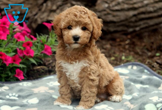 Sunshine Bichpoo image