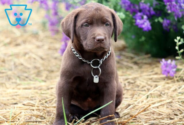 Chocolate Lab puppy sitting on straw with a bit of hay on its nose, wearing a chain collar with an ID tag, surrounded by purple flowers in the background. image