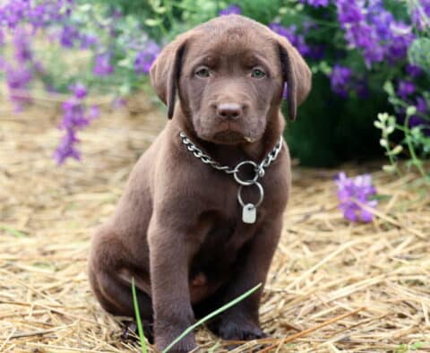 Sunshine Lab2