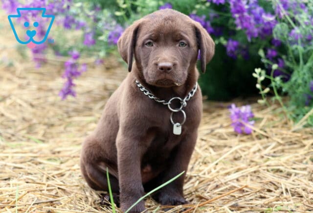 Chocolate Lab puppy with a chain collar and ID tag sitting on straw, with a few specks of dirt on its face and vibrant purple flowers behind it. image