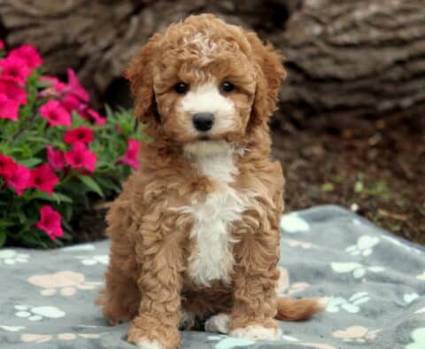 Sweet Pea Bichpoo