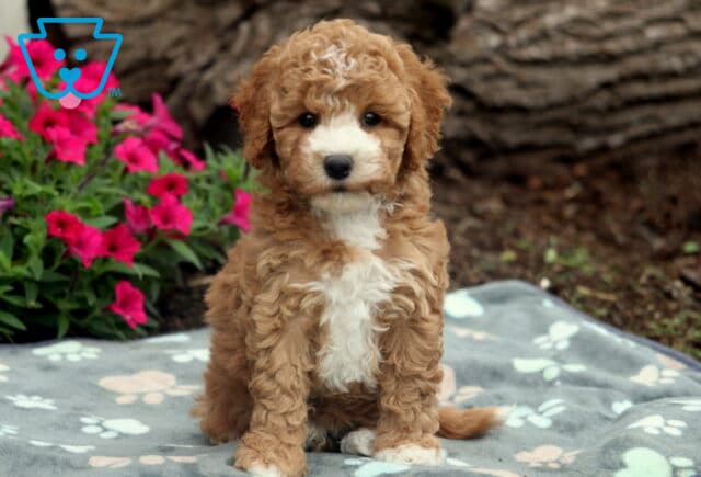 Sweet Pea Bichpoo image
