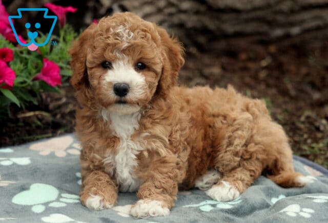 Sweet Pea Bichpoo2 image