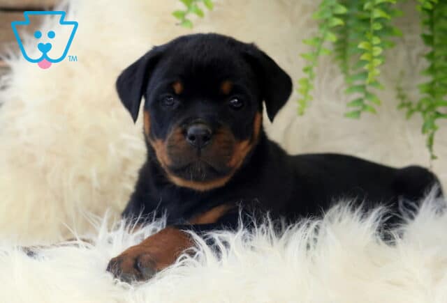 Adorable Rottweiler puppy lying on a fluffy white rug with a calm expression, framed by soft greenery in the background. image