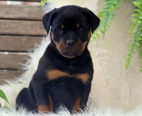 Sweet Pea Rottie2