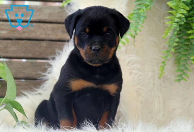 Sweet Rottweiler puppy sitting upright on a fluffy white rug, with bright eyes and soft greenery and wooden bench in the background. image