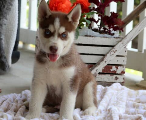 Swervo Husky