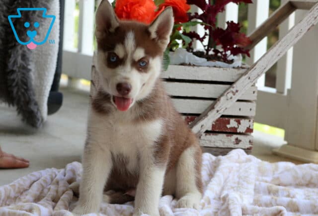 Swervo Husky image