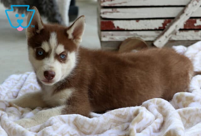Swervo Husky2 image