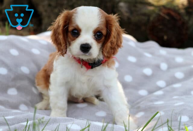 Adorable Cavalier King Charles Spaniel puppy with rich chestnut markings and big, expressive eyes sits on a gray polka-dot blanket, wearing a red collar and gazing sweetly at the camera. image