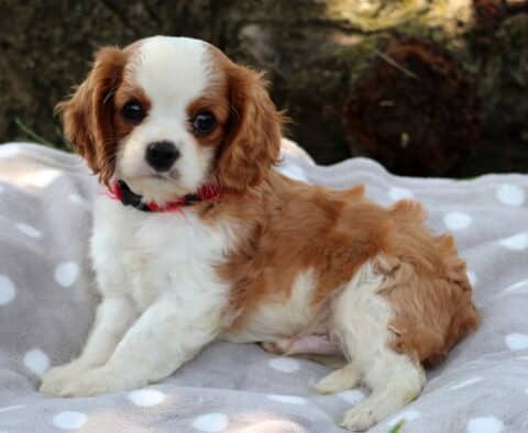 Cavalier King Charles Spaniel puppy with a soft white and chestnut coat reclines on a gray polka-dot blanket, looking at the camera with curious, round eyes and wearing a red and black collar.