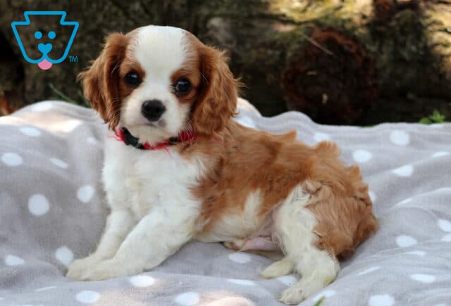 Cavalier King Charles Spaniel puppy with a soft white and chestnut coat reclines on a gray polka-dot blanket, looking at the camera with curious, round eyes and wearing a red and black collar. image