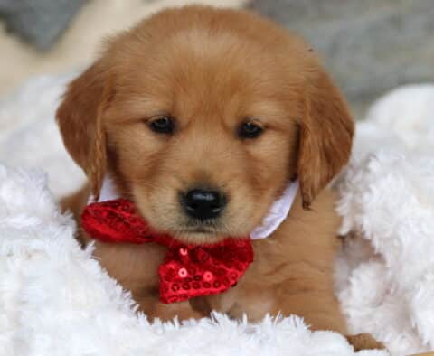 Adorable Golden Retriever puppy nestled in a fluffy white blanket, wearing a sparkly red bow tie and gazing softly ahead.