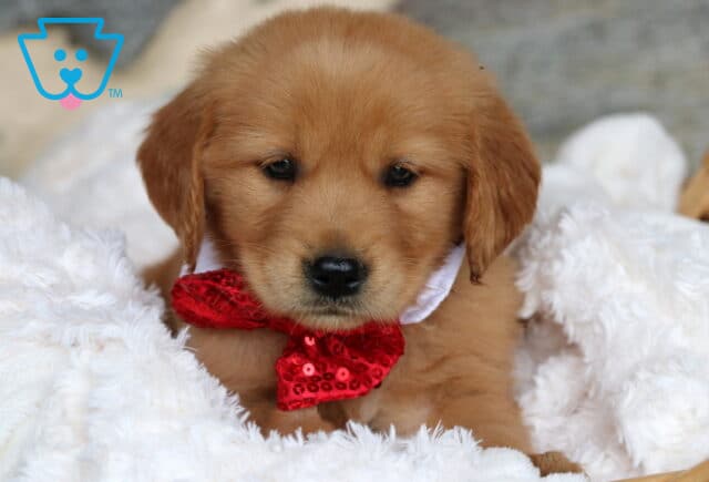 Adorable Golden Retriever puppy nestled in a fluffy white blanket, wearing a sparkly red bow tie and gazing softly ahead. image