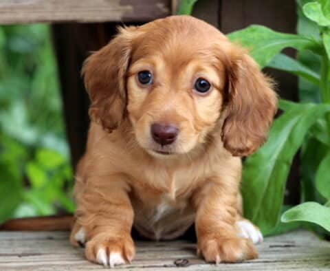 Taffy Mini Dachshund
