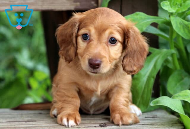 Taffy Mini Dachshund image