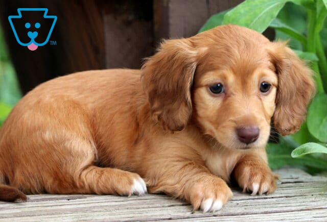 Taffy Mini Dachshund2 image