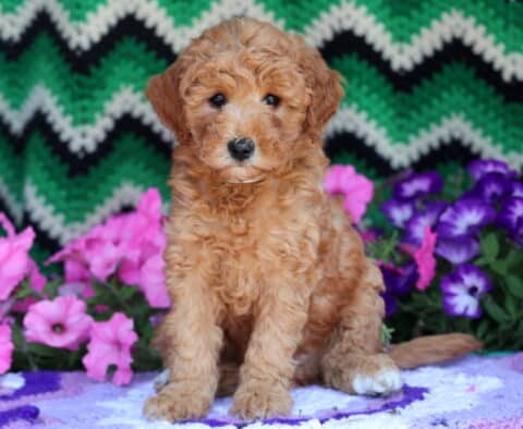 Taffy Mini Goldendoodle