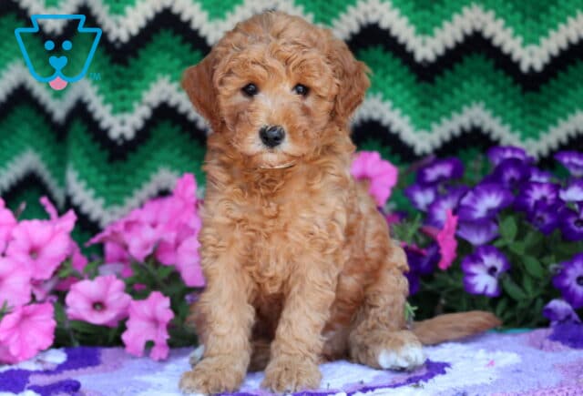 Fluffy Mini Goldendoodle puppy with a rich apricot curly coat and white markings on the nose and paws, sitting on a purple and white crocheted blanket surrounded by pink and purple flowers with a green zigzag background. image