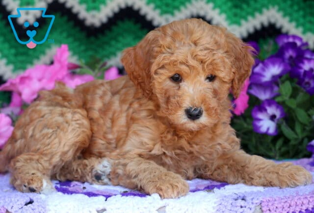 Mini Goldendoodle puppy with a thick, curly apricot coat and a soft white patch on the chest, lying on a pastel purple crocheted blanket with a background of pink and purple flowers and a green zigzag backdrop. image