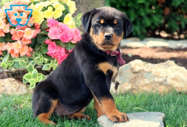 Adorable Rottweiler puppy with a black and tan coat sitting on grass beside a rock and vibrant flowers, wearing a maroon collar and looking calmly at the camera. image