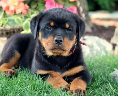 Taffy Rottie2