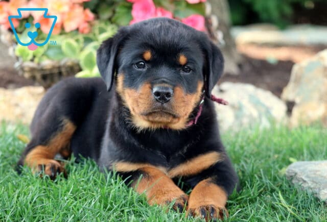 Sweet Rottweiler puppy with a glossy black and tan coat lying on green grass, looking directly at the camera with a calm expression and colorful flowers in the background. image